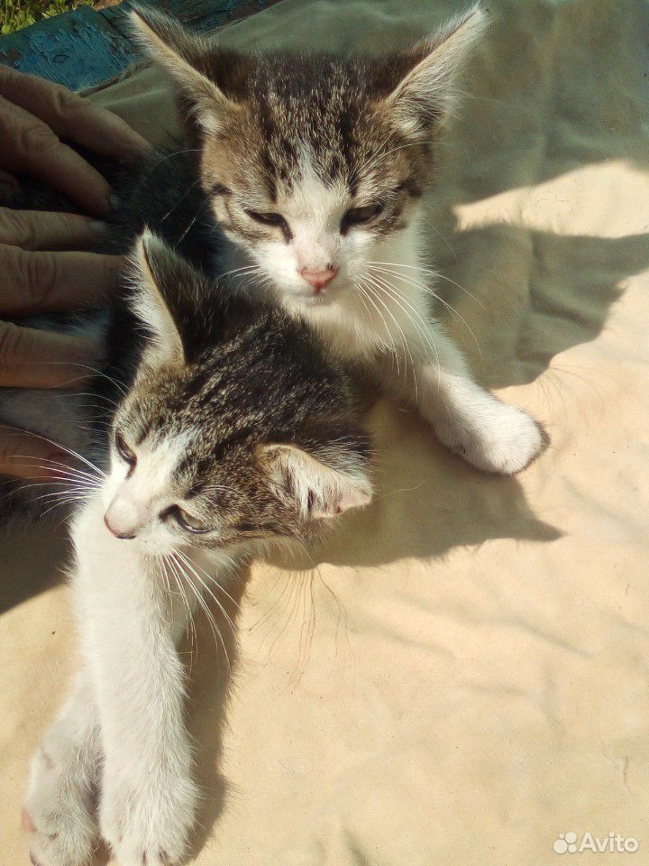 Котята в хорошие руки купить на Зозу.ру - фотография № 2