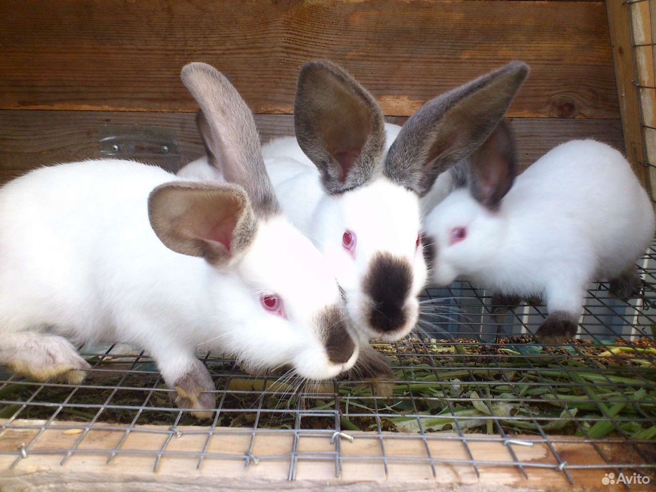 Кролики Калифорнийцы купить на Зозу.ру - фотография № 2