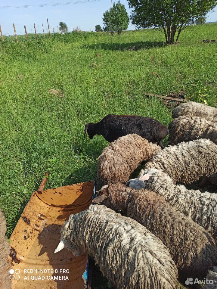 Овцы и козы купить на Зозу.ру - фотография № 5