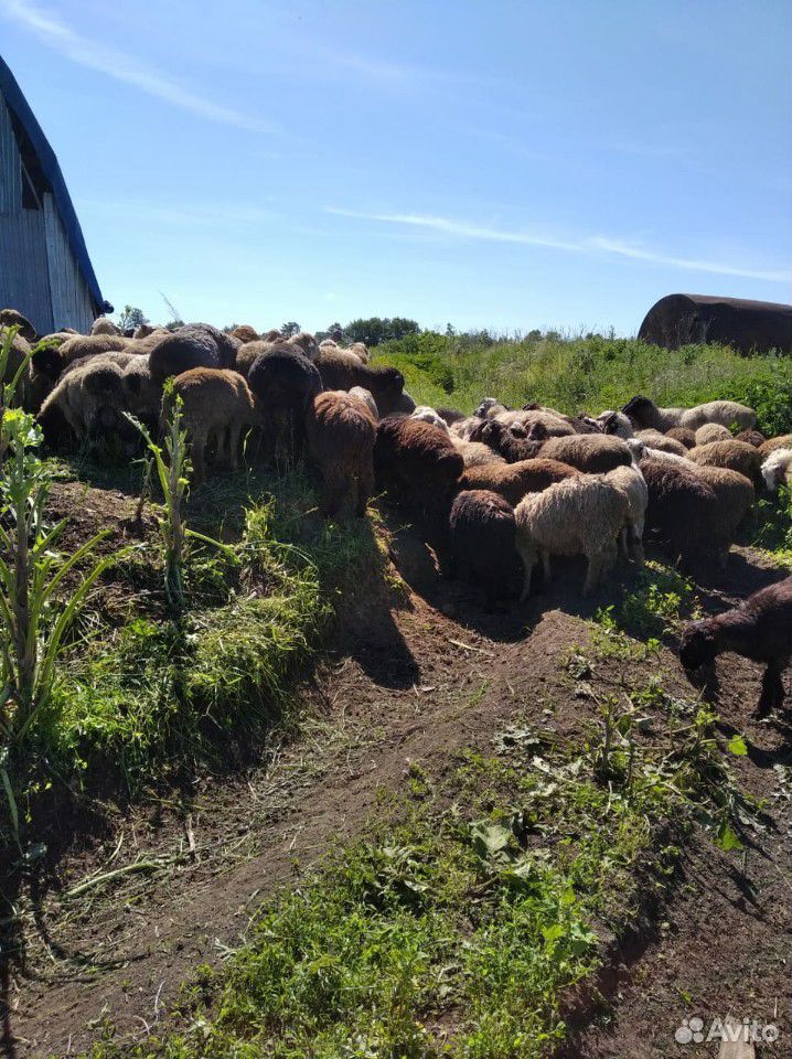Овцы, бараны, ягнята купить на Зозу.ру - фотография № 10