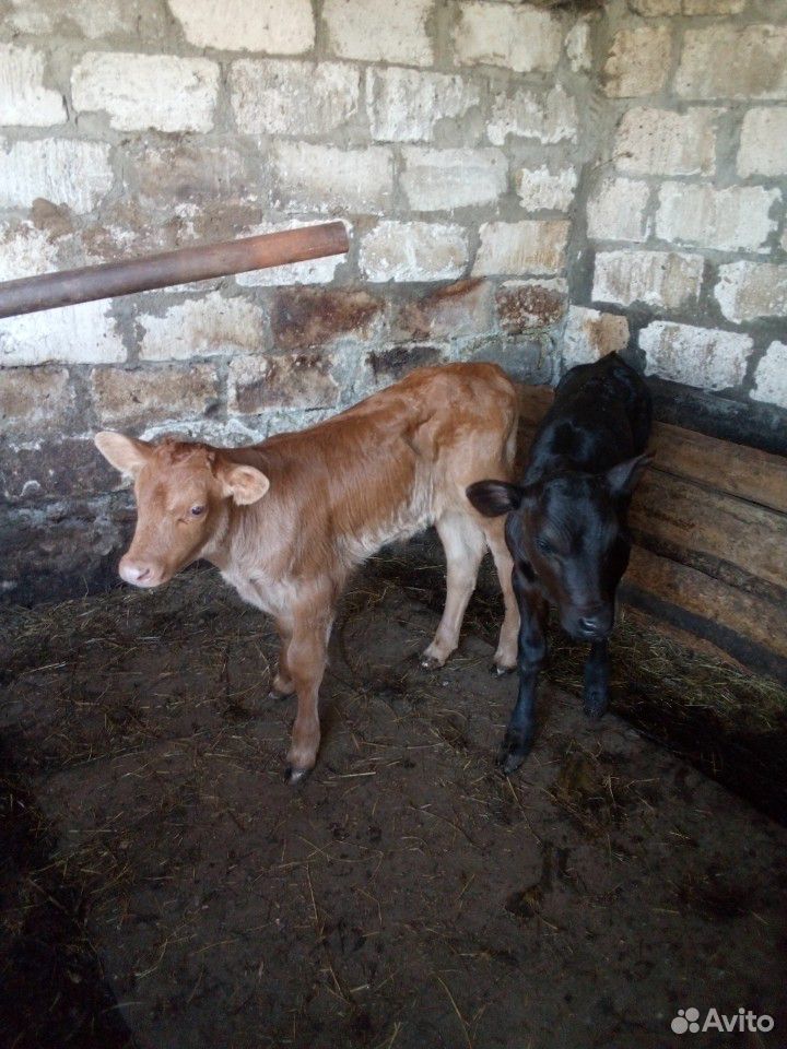 Коровы,бык,телята купить на Зозу.ру - фотография № 1