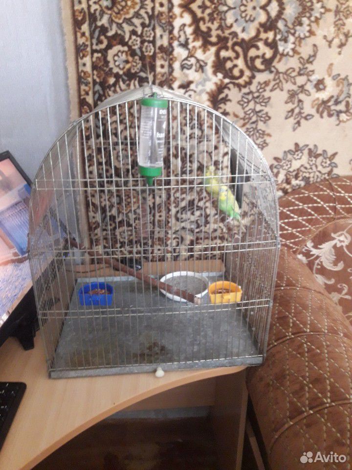 Клетка+два неразлучные папугаи купить на Зозу.ру - фотография № 1