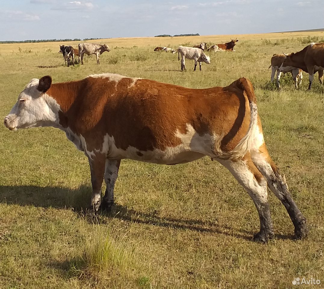 Коровы, герефорды, крс купить на Зозу.ру - фотография № 5
