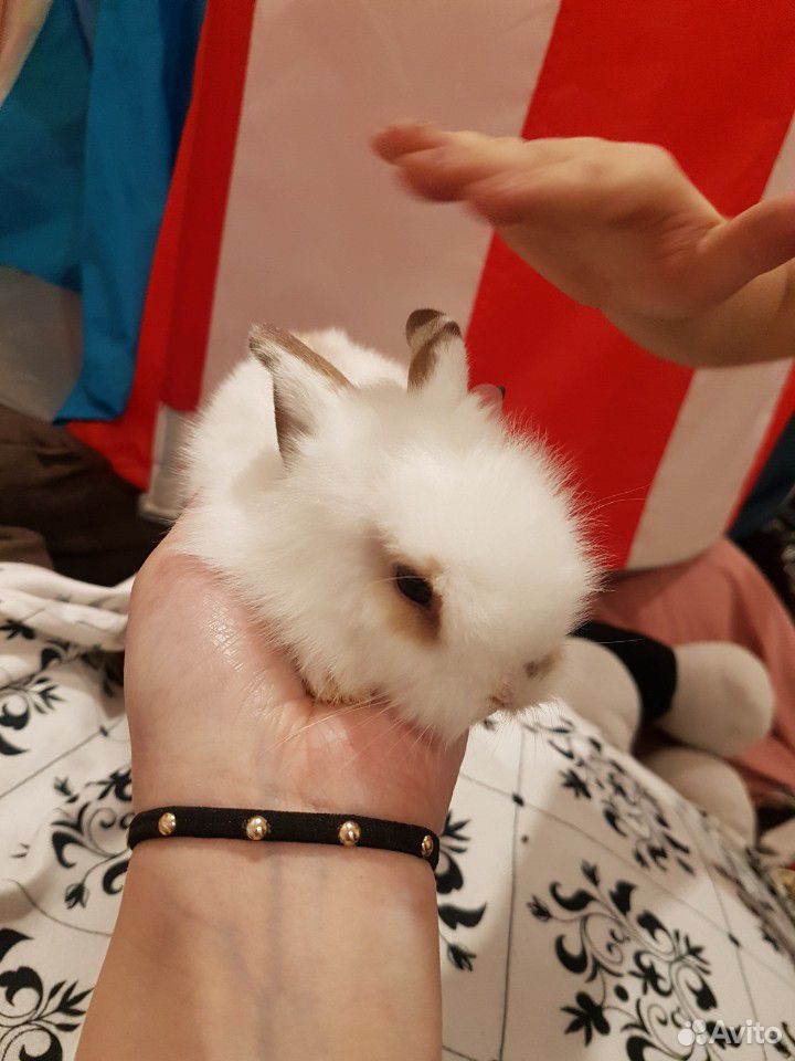 Кролик карликовый купить на Зозу.ру - фотография № 5