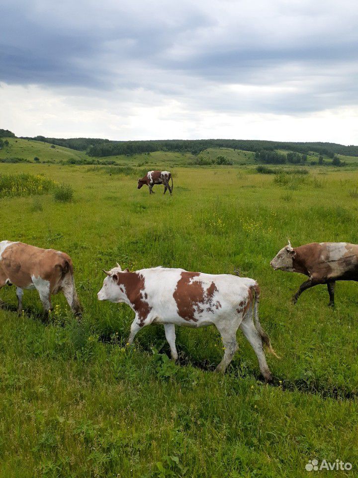 Бычки,коровы,телки купить на Зозу.ру - фотография № 3