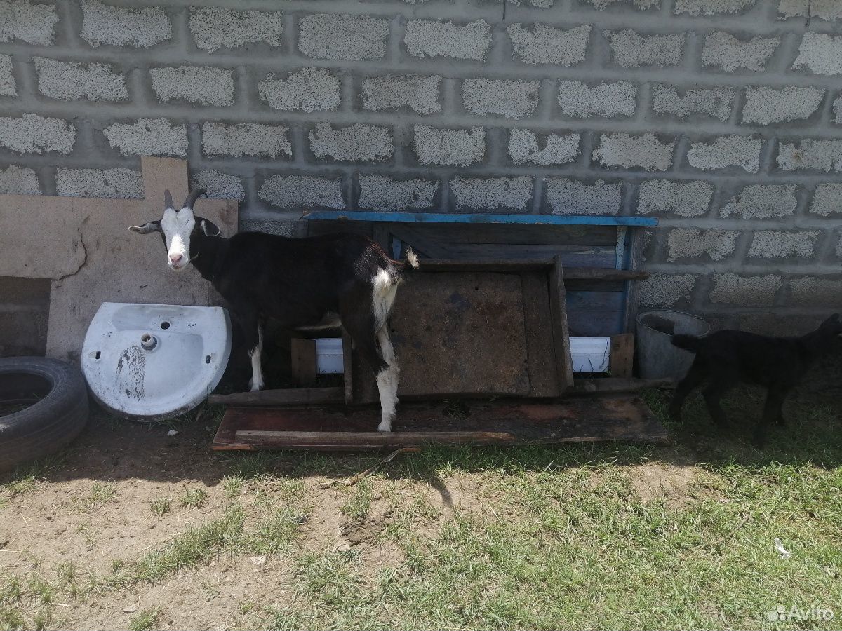 Козлики и коза купить на Зозу.ру - фотография № 6