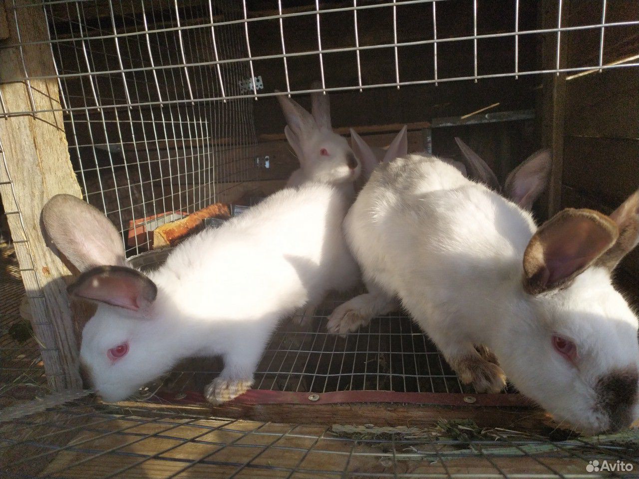 Кролики калифорнийская порода. Молодняк купить на Зозу.ру - фотография № 1