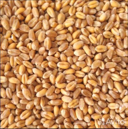 Пшеница 1 кг купить на Зозу.ру - фотография № 1