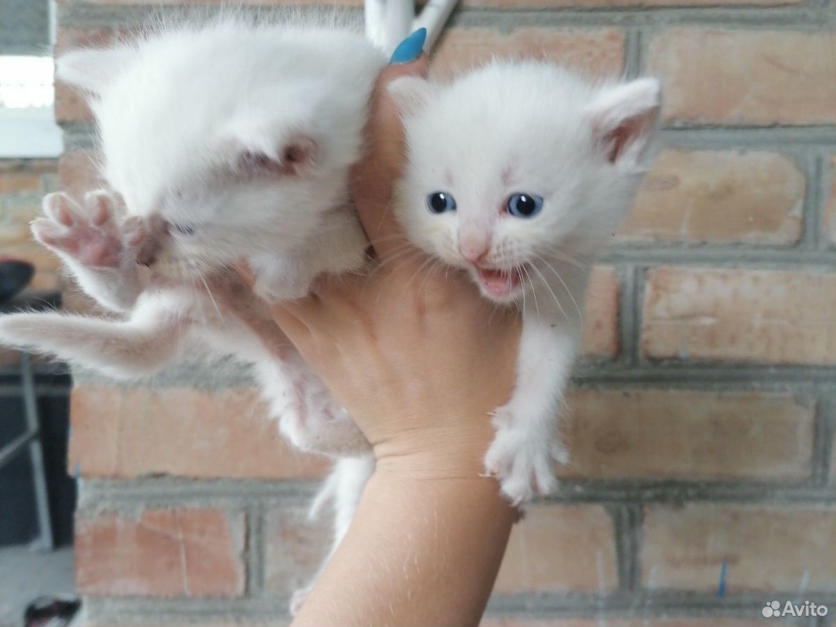 Котята белые купить на Зозу.ру - фотография № 6