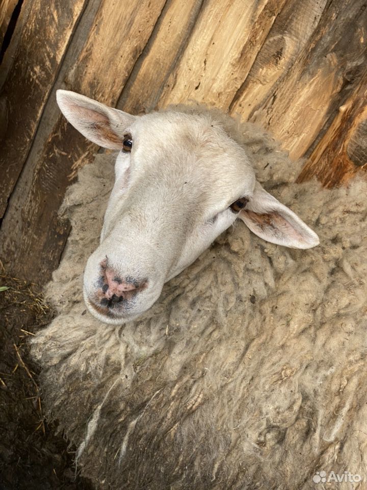 Овцы породы Тексель купить на Зозу.ру - фотография № 2