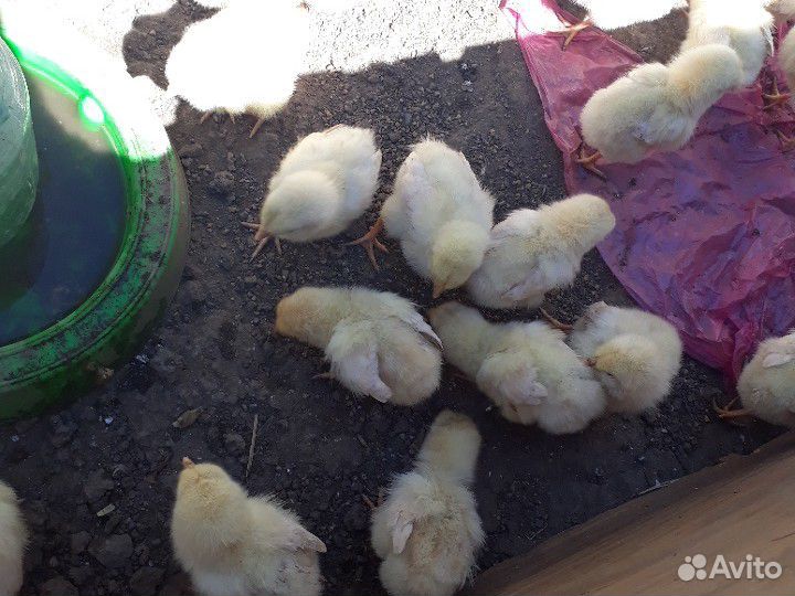 Домашние цыплята купить на Зозу.ру - фотография № 4