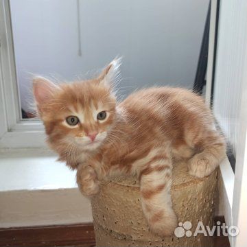 Породистые котята в добрые руки купить на Зозу.ру - фотография № 3