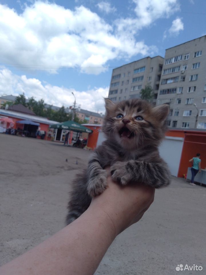 Очаровательные котята в добрые руки купить на Зозу.ру - фотография № 4
