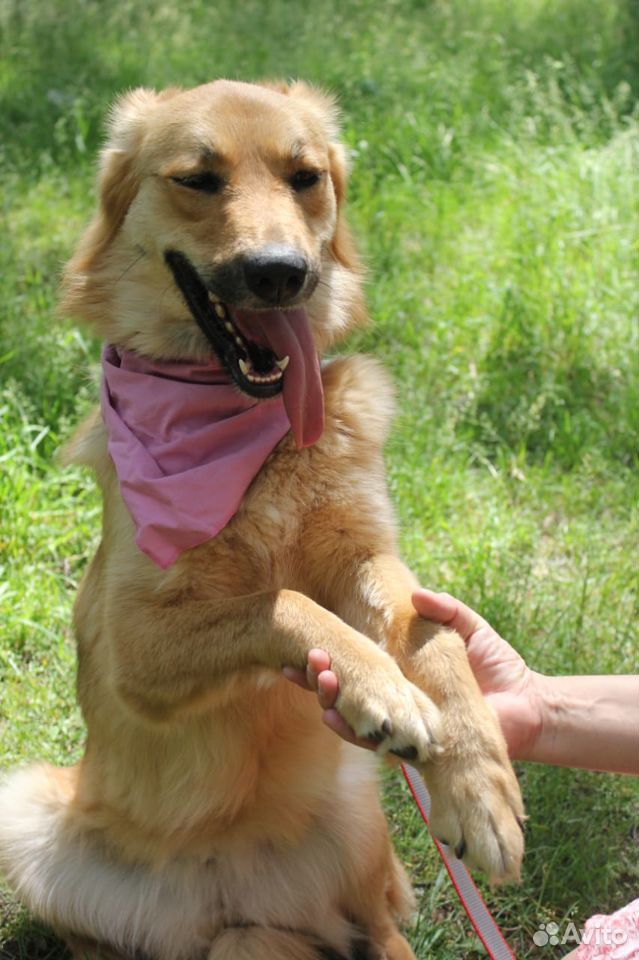Умная собака Лиза в дар купить на Зозу.ру - фотография № 5