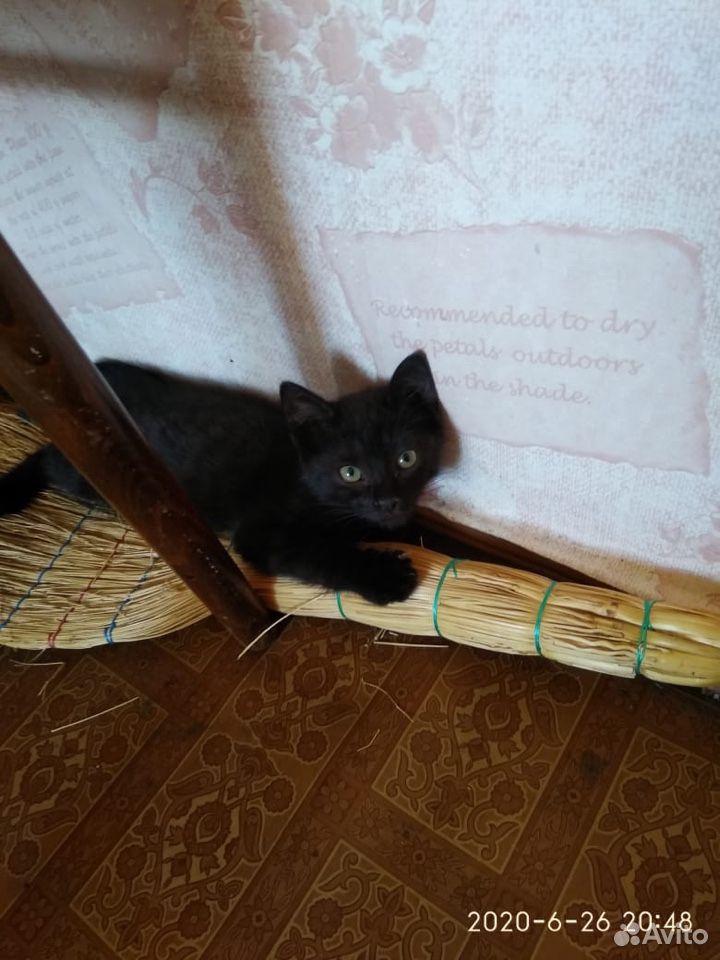 Котята(2 месяца ) купить на Зозу.ру - фотография № 9