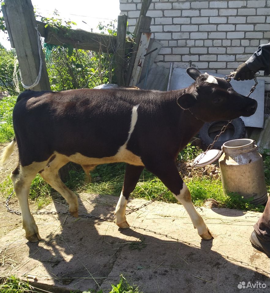 Корова, телёнок купить на Зозу.ру - фотография № 2