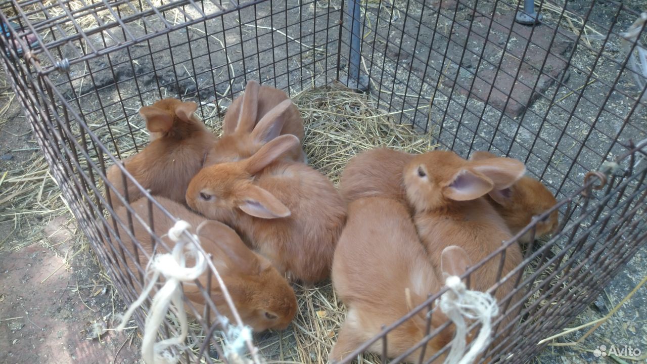 Кролики породы новозеландская красная купить на Зозу.ру - фотография № 3