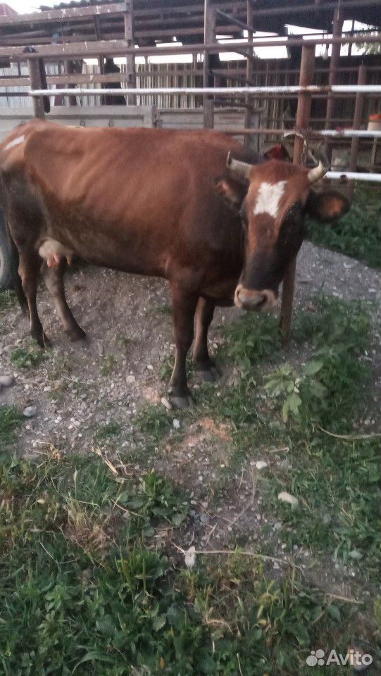 Две коровы и теленок купить на Зозу.ру - фотография № 2