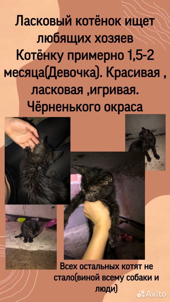 Котёнок ищет добрые ручки купить на Зозу.ру - фотография № 1