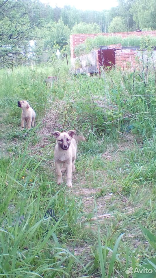 Два щенка дворняжки ищут добрых хозяев купить на Зозу.ру - фотография № 2
