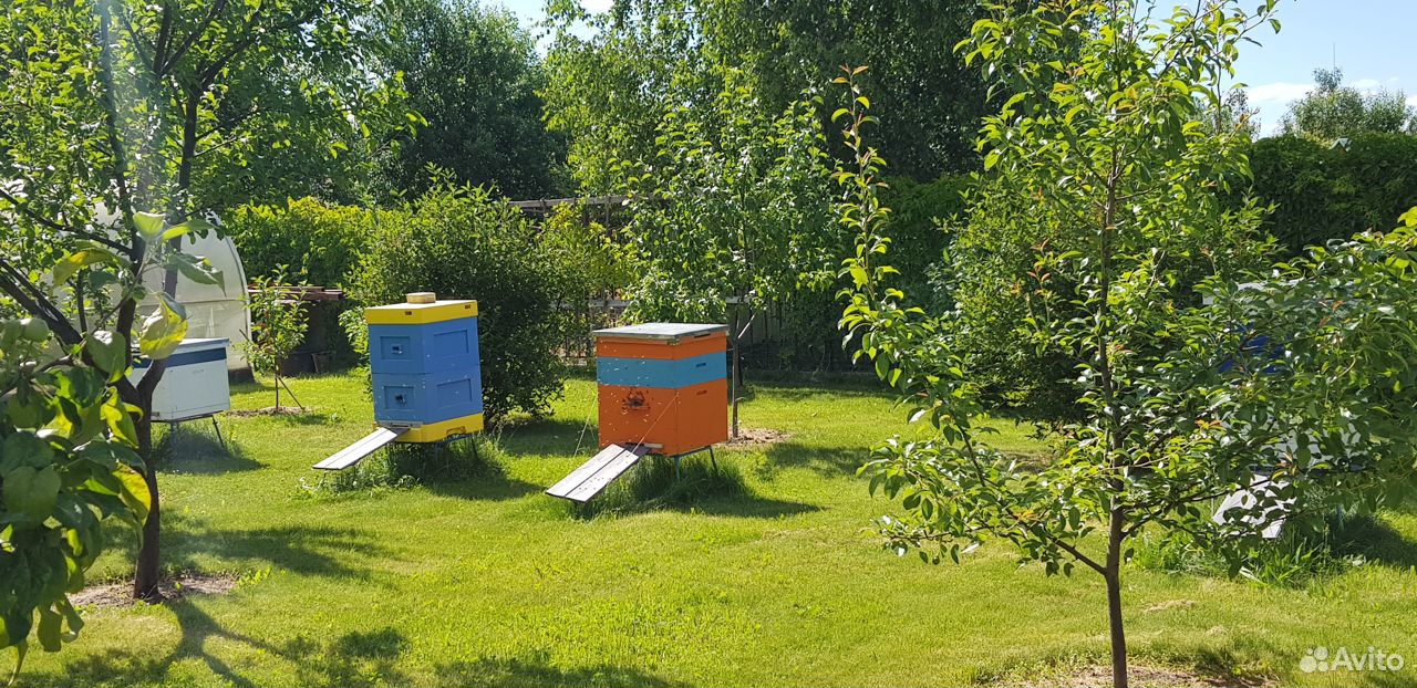 Улья с пчелами купить на Зозу.ру - фотография № 4
