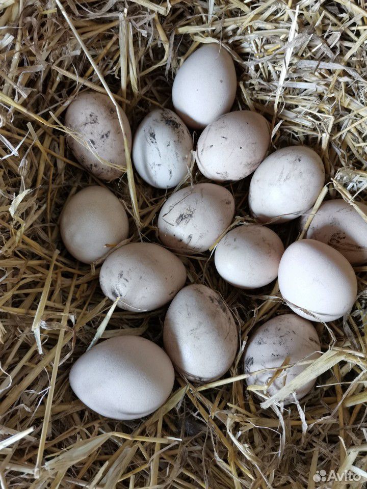 Яйца Павлиньи и павлины купить на Зозу.ру - фотография № 1