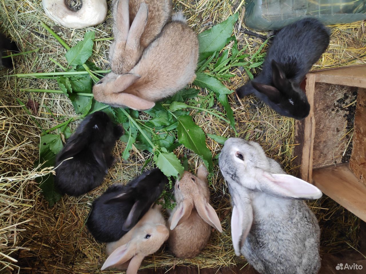 Кролики 1,5 месяца купить на Зозу.ру - фотография № 2