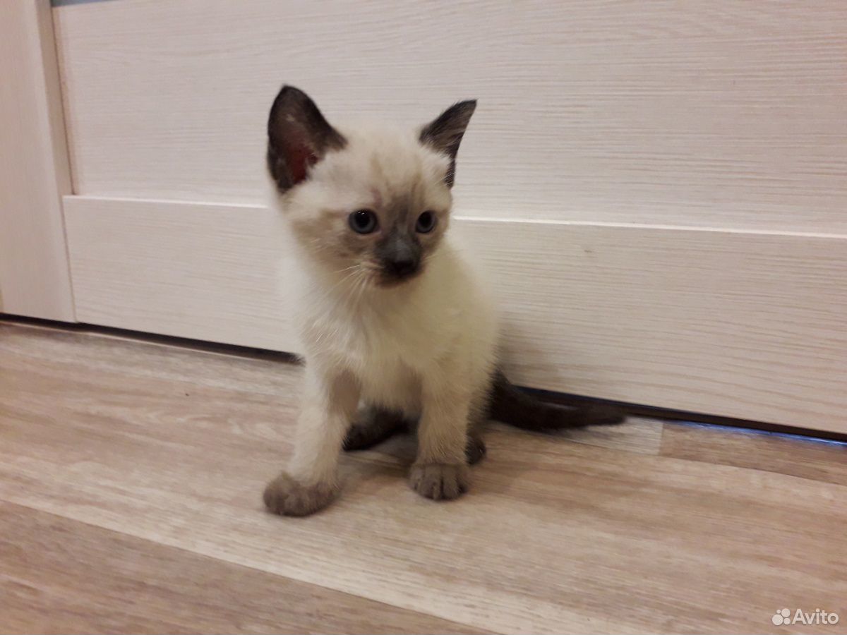 Тайская кошка купить на Зозу.ру - фотография № 2