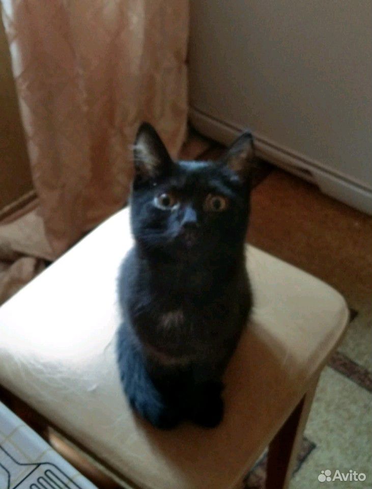 Чёрный котик купить на Зозу.ру - фотография № 1