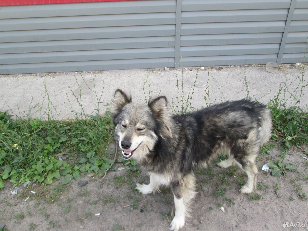 Собака-друг человека купить на Зозу.ру - фотография № 2