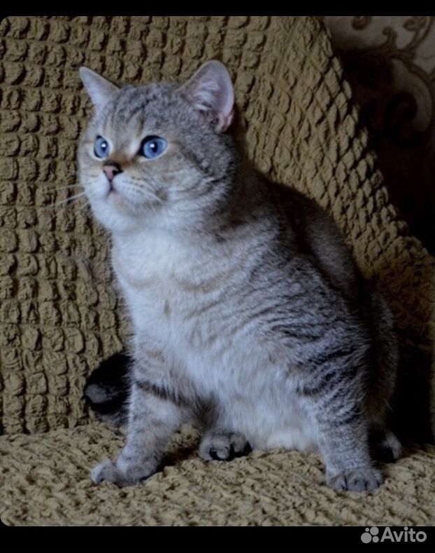 Продается шотландский котёнок(мальчик) купить на Зозу.ру - фотография № 5