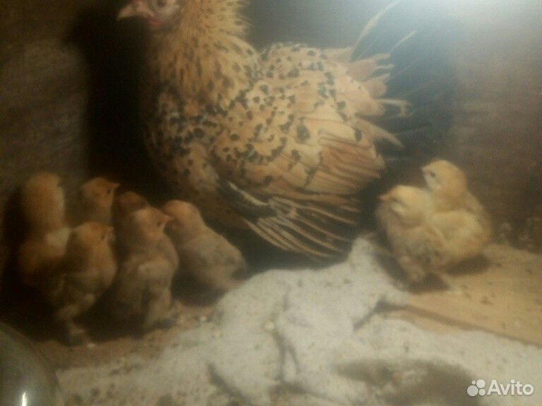Курица мифлер с цыплятами купить на Зозу.ру - фотография № 1