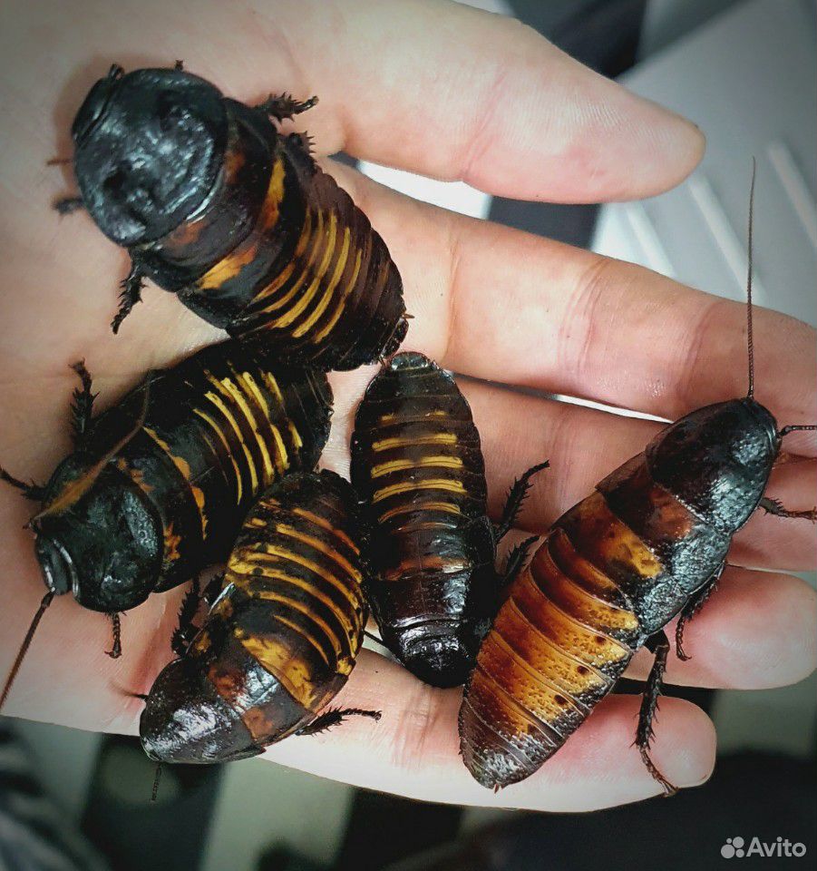 Мадагаскарские шипящие тараканы купить на Зозу.ру - фотография № 1