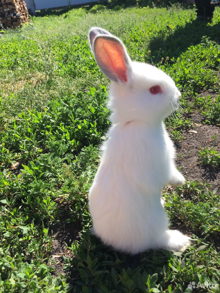 Калифорнийские белоснежные крольчата купить на Зозу.ру - фотография № 3