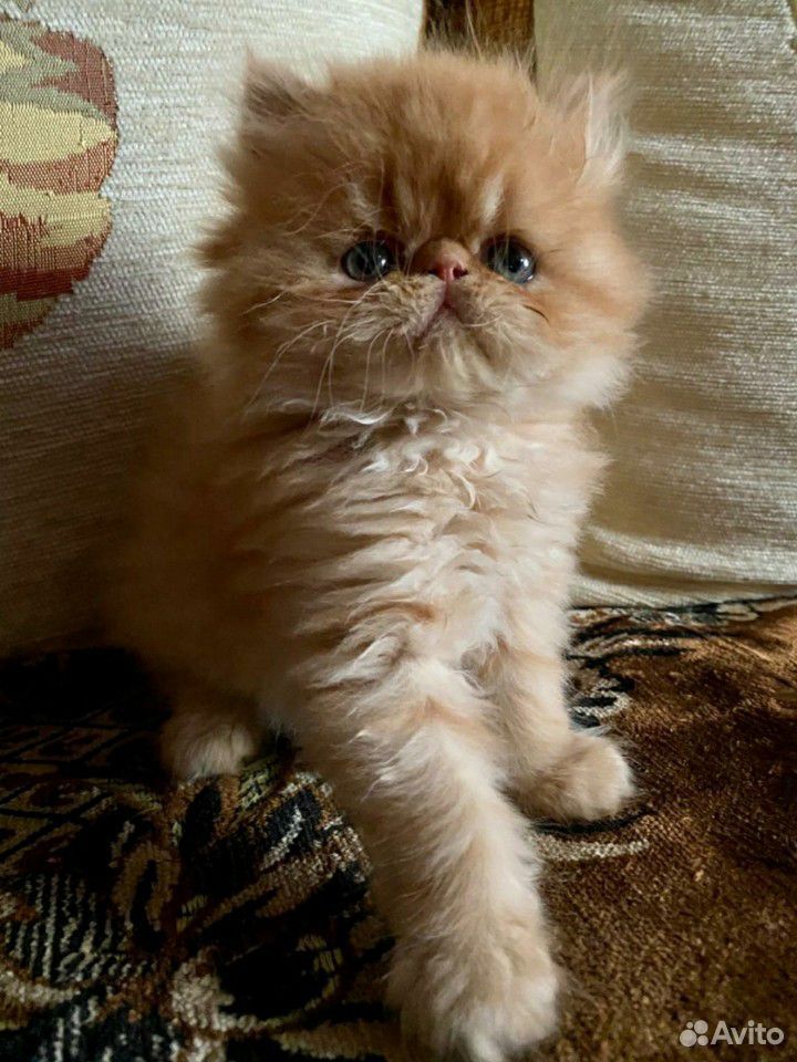 Котенок персидской породы купить на Зозу.ру - фотография № 2