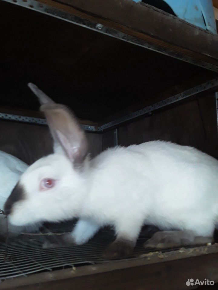 Крольчата породы Калифорния купить на Зозу.ру - фотография № 1