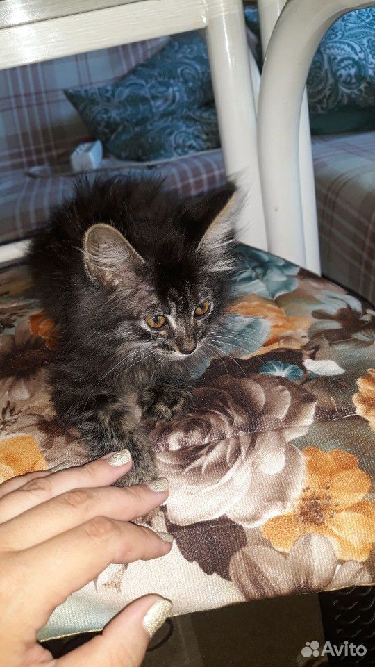 Кот котенок мальчик 2-3 месяца купить на Зозу.ру - фотография № 3