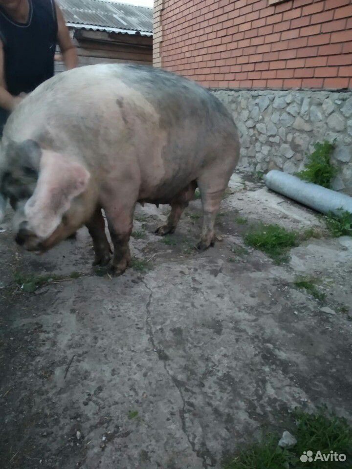 Продаётся свиноматка порода лан купить на Зозу.ру - фотография № 4
