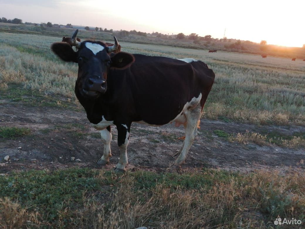 Продаётся стельная корова купить на Зозу.ру - фотография № 2