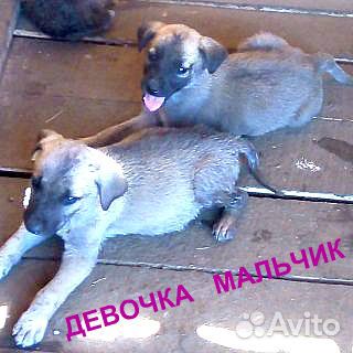 Щенки крохотульки от маленькой собаки купить на Зозу.ру - фотография № 6
