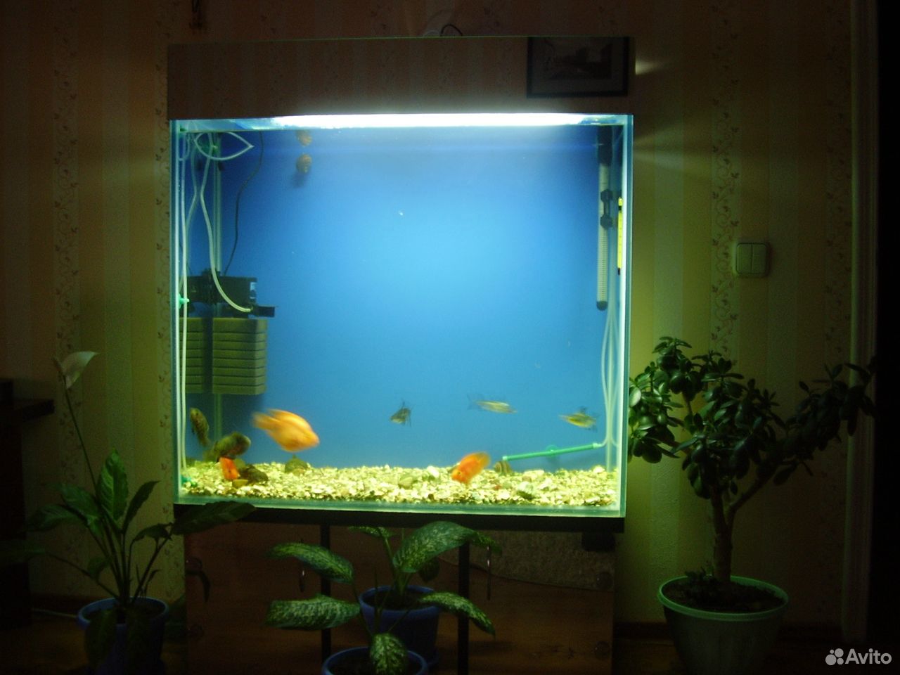 Продаётся аквариум купить на Зозу.ру - фотография № 2