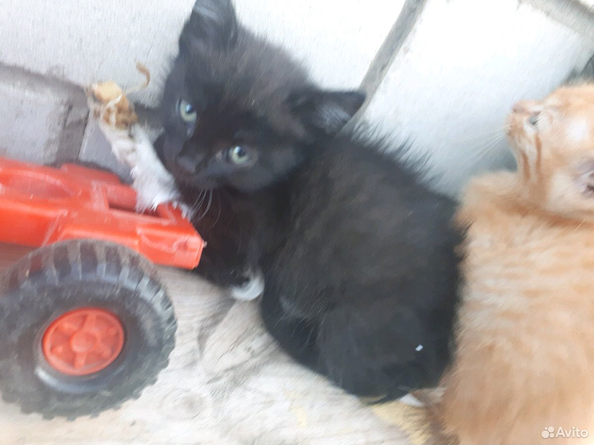 Кот черный, котенок черный купить на Зозу.ру - фотография № 1