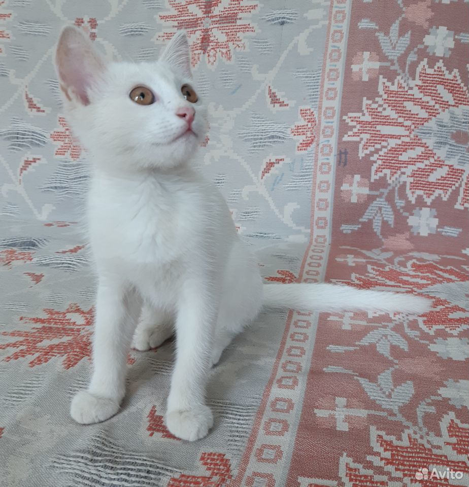 Котенок, 3 месяца, белый с золотистыми глазами купить на Зозу.ру - фотография № 1