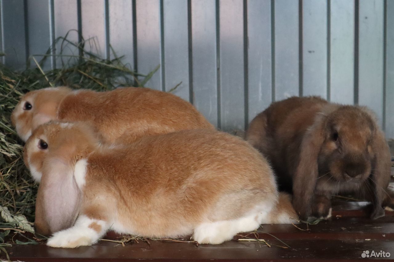 Кролики. Французский баран купить на Зозу.ру - фотография № 1