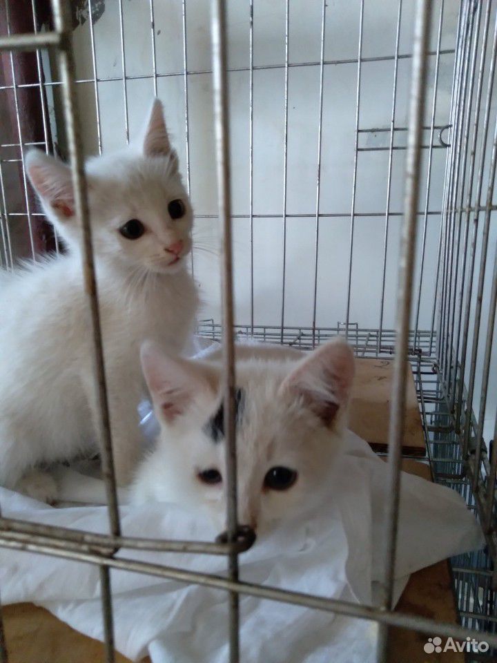 Котятки девочки, 2 месяца купить на Зозу.ру - фотография № 2