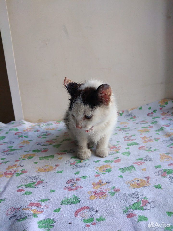 Котенок девочка, 2мес, черно-белая купить на Зозу.ру - фотография № 6