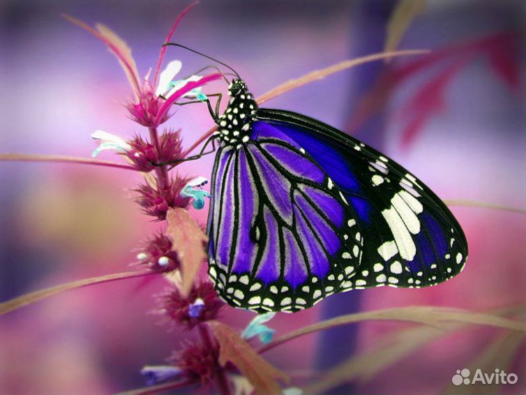 Куколки живых бабочек Papilio palinurus купить на Зозу.ру - фотография № 6