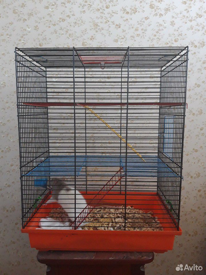 Продаётся крыса с клеткой купить на Зозу.ру - фотография № 1