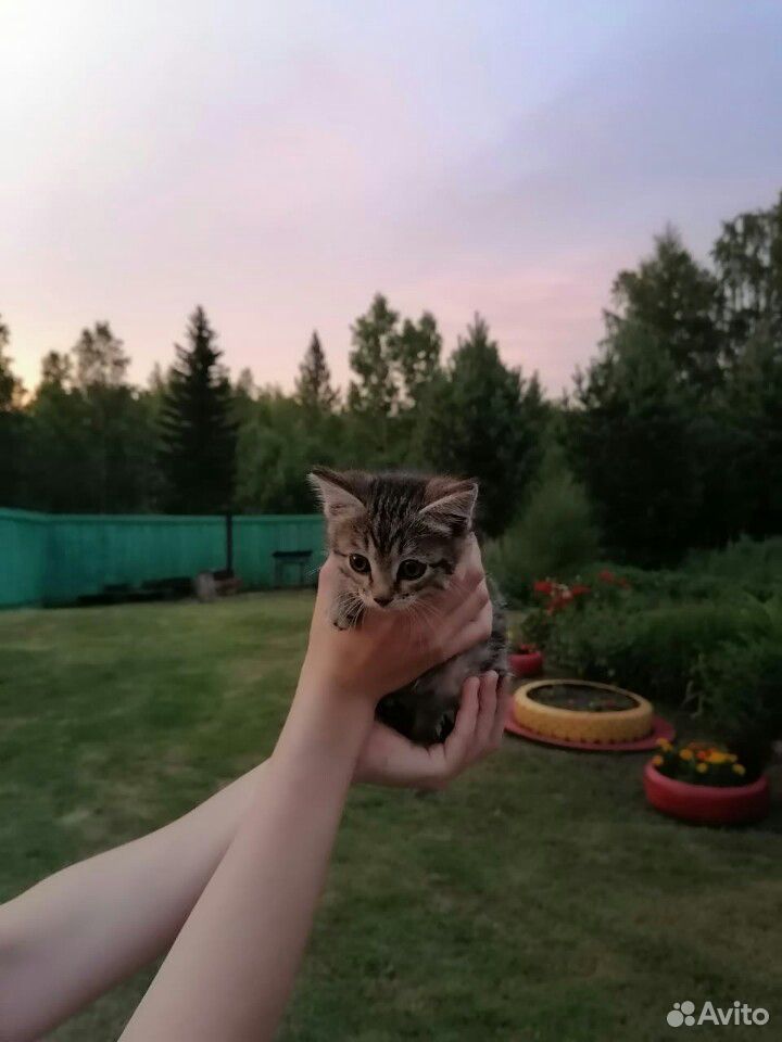 Кошечка купить на Зозу.ру - фотография № 2