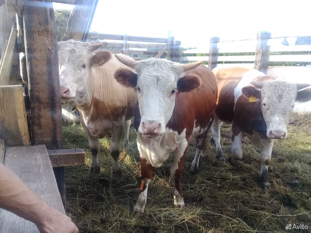 1 корова-первотелка (стельная), 3 телочки стельные купить на Зозу.ру - фотография № 8